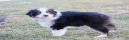 Australian Shepherd dogs for sale: Daisy - Ad 4