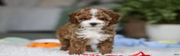 Cavapoo dogs for sale: Theo - Ad 1