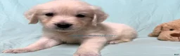 Golden Retriever dogs for sale: Misty - Ad 3