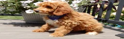Mini Goldendoodle dogs for sale: Tommy - Ad 8