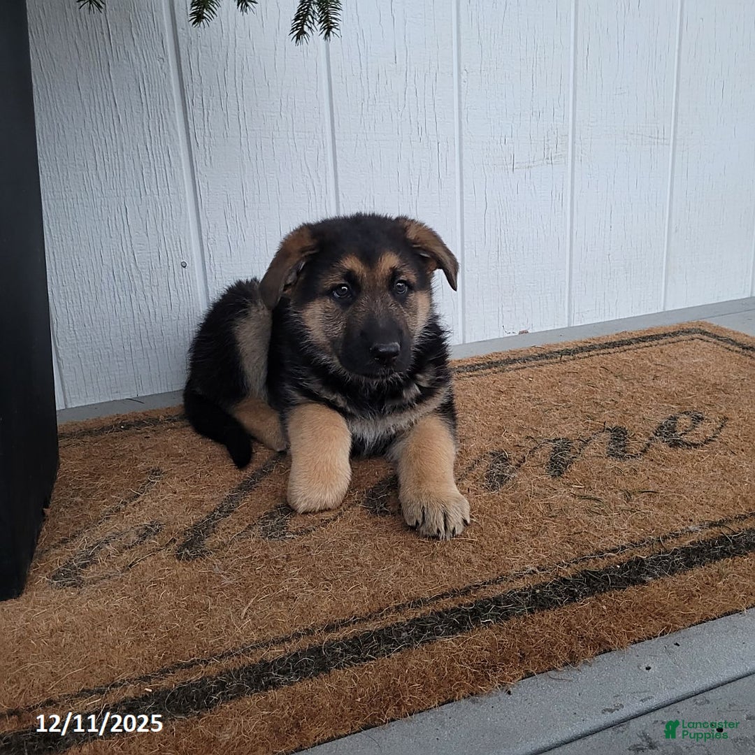 German Shepherd dogs for sale: Jack  - Ad 2