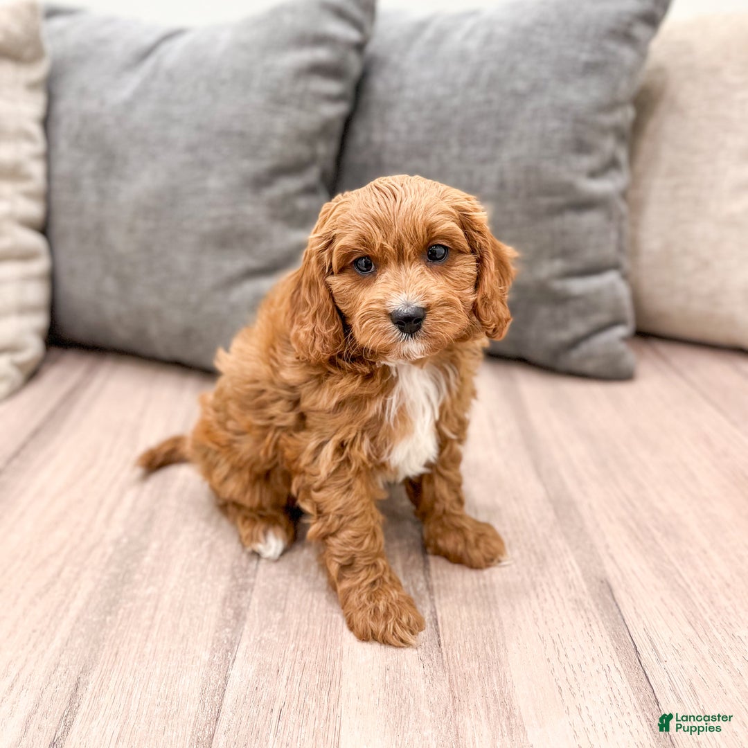 Cavapoo dogs for sale: Dash - Ad 7