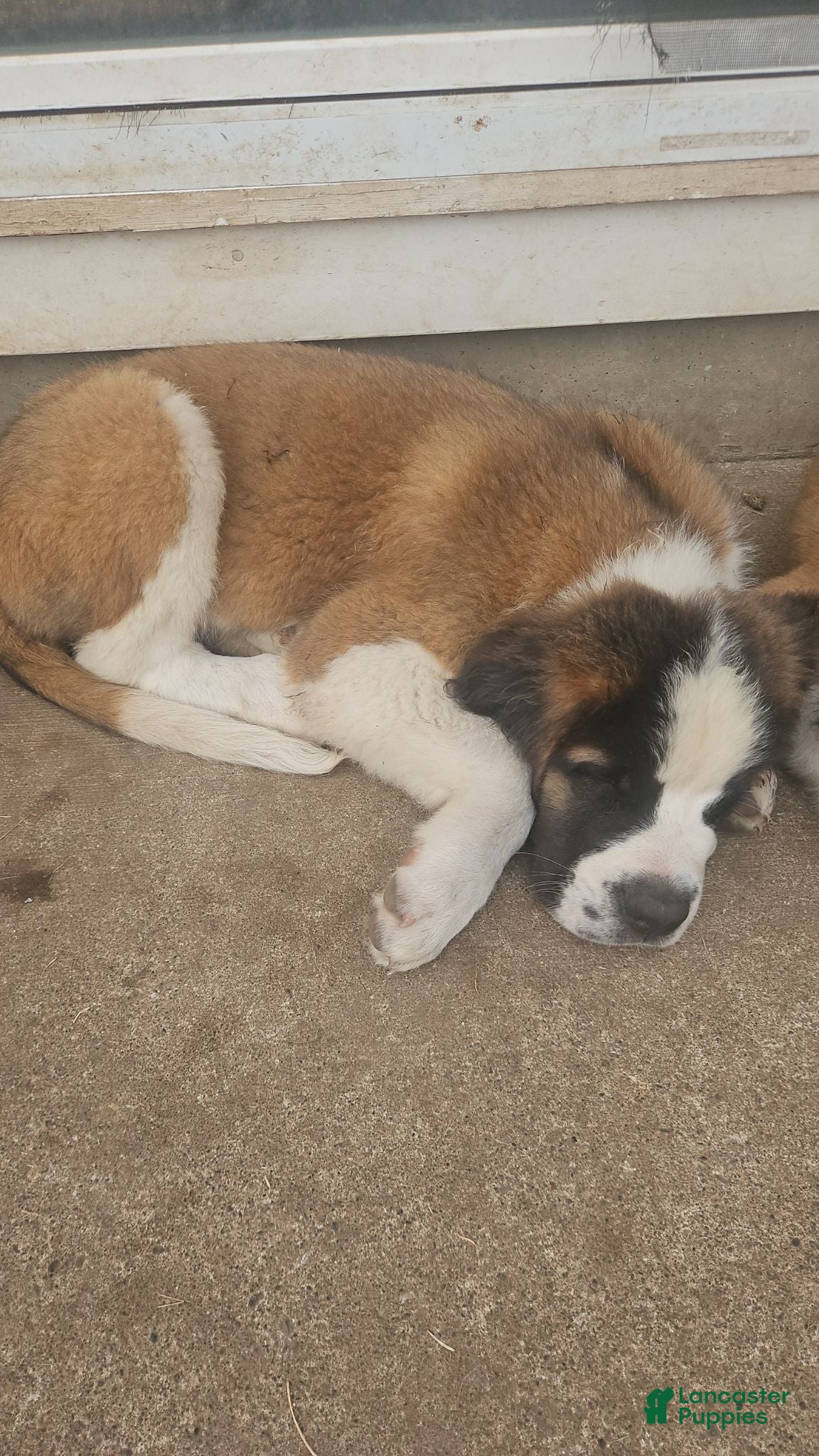 Saint Bernard dogs Saint Bernard 1 - Ad 2