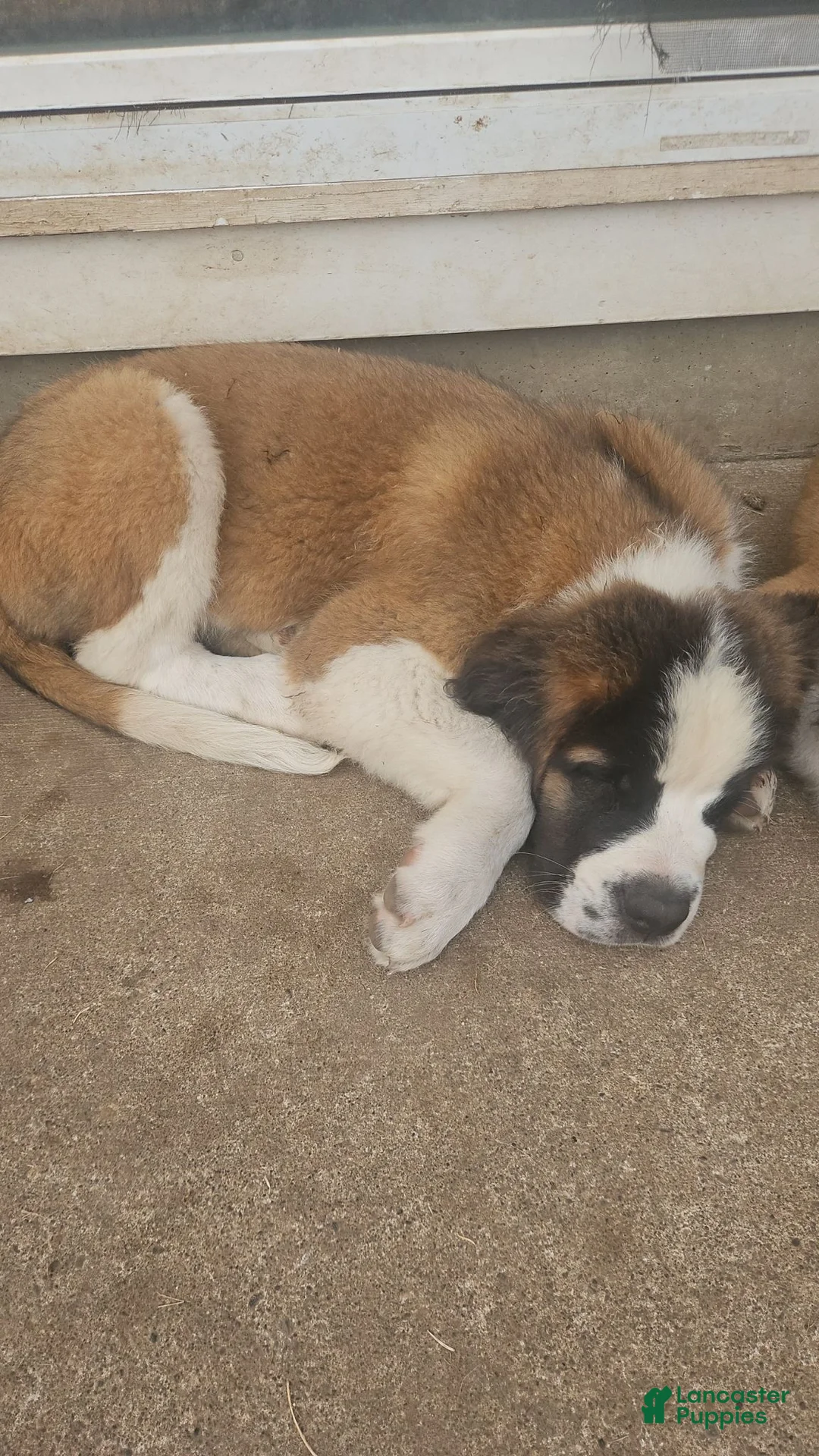 Saint Bernard dogs for sale: Saint Bernard 1 - Ad 2