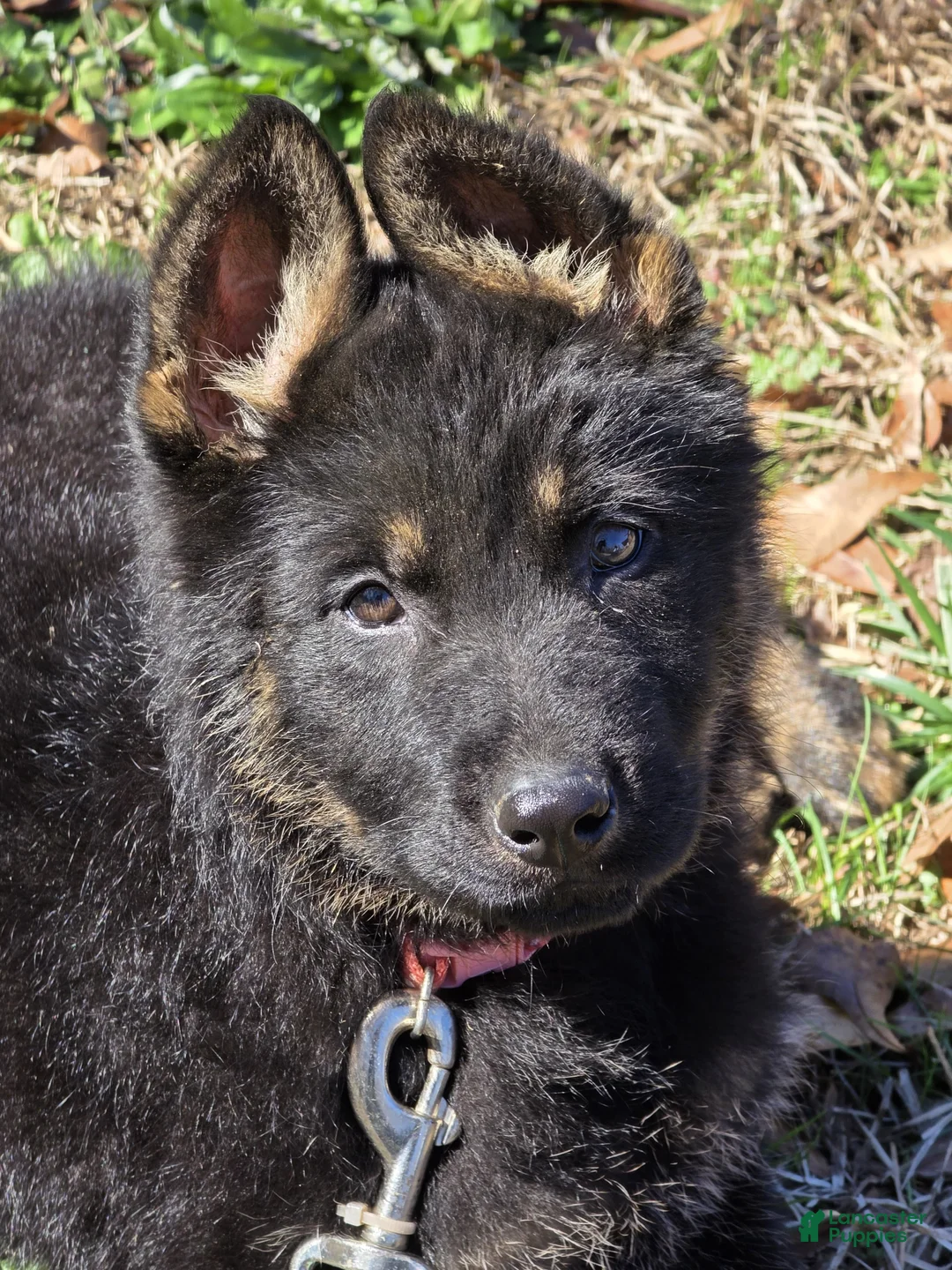 German Shepherd dogs for sale: German Shepherd- Whiskey - Ad 2