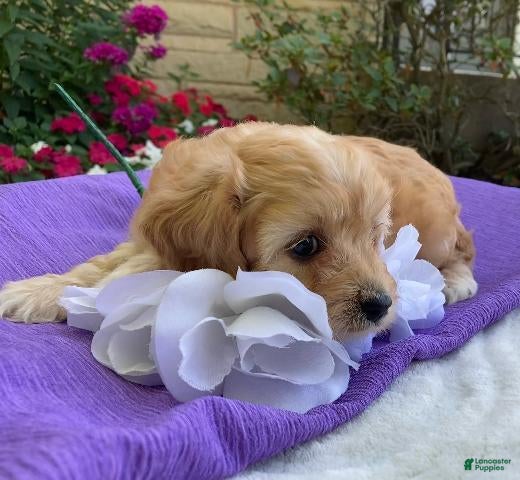 Cavapoo dogs Hadley - Ad 2