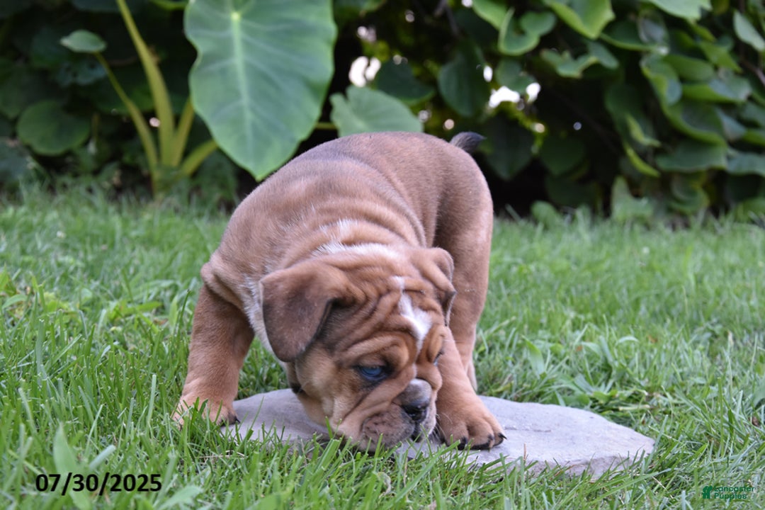 Mixed Breed dogs for sale: Macey - Image 8