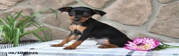 Miniature Pinscher dogs for sale: Bruce - Ad 2