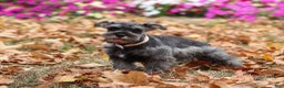 Miniature Schnauzer dogs for sale: Millie - Ad 41