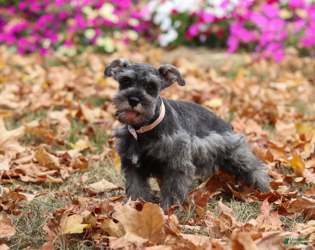 Miniature Schnauzer dogs for sale: Millie - Ad 41