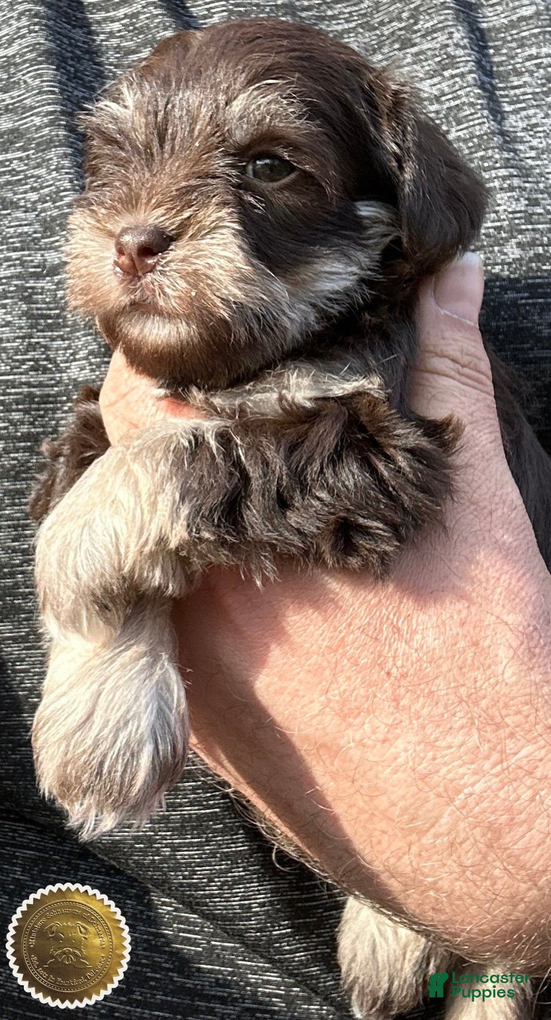 Miniature Schnauzer dogs for sale: Miniature Schnauzer Puppy 3 - Ad 22