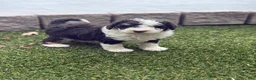 Aussiedoodle dogs for sale: Remy - Ad 3