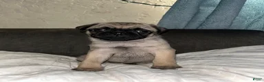 Pug 3