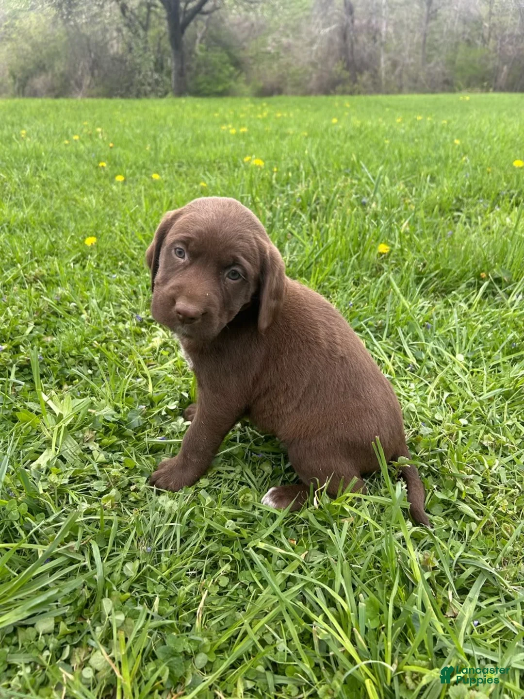 Mixed Breed dogs for sale: Ivy - Ad 2