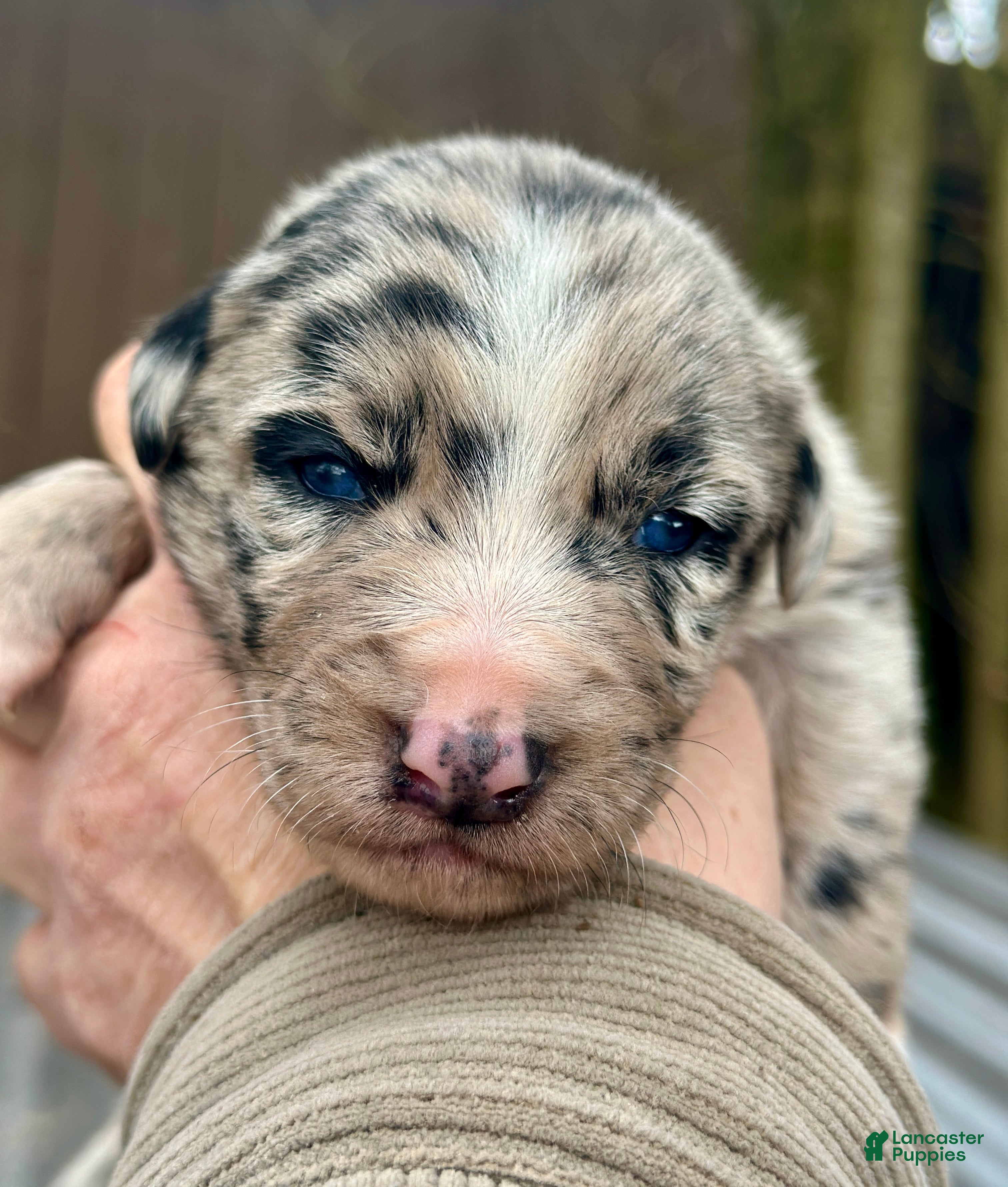 Mixed Breed dogs Kelpie/Border Collie Puppy 3 - Ad 1