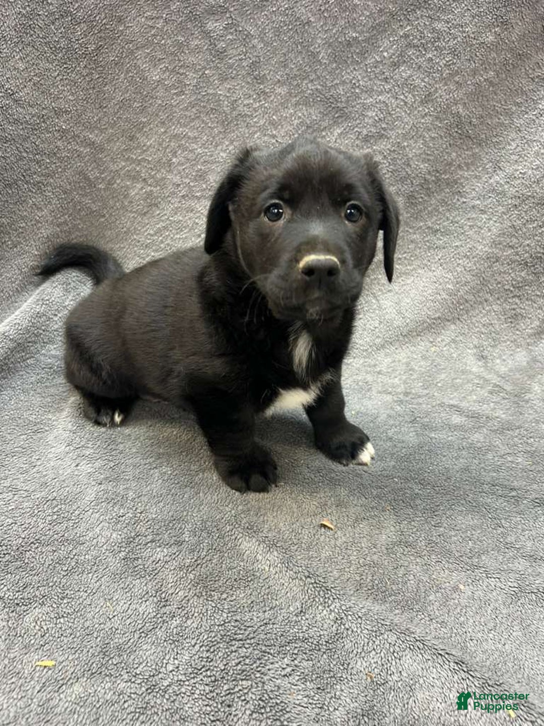 Mixed Breed dogs for sale: Mixed Breed Rex - Ad 1