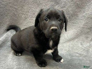 Mixed Breed dogs Mixed Breed Rex - Ad 39