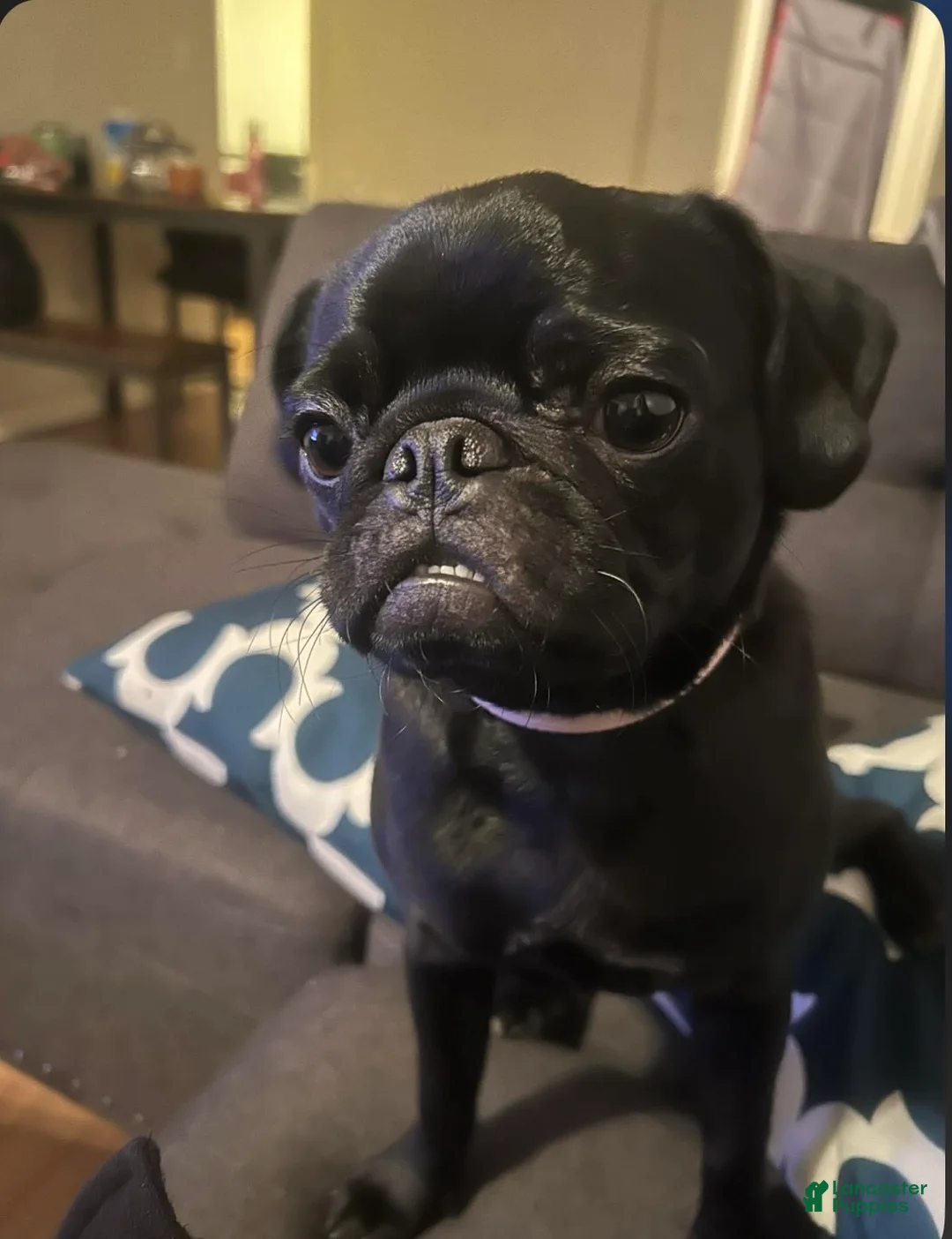 Pug dogs for sale: Gus Gus - Ad 2
