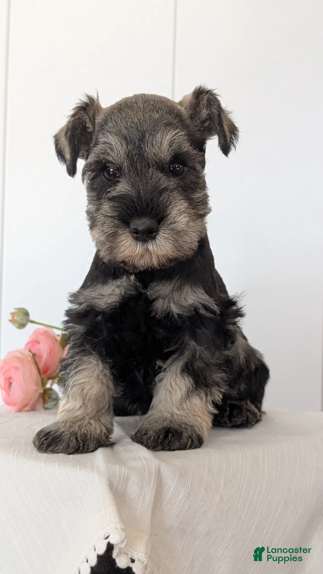 Miniature Schnauzer dogs for sale: Bear - Ad 2