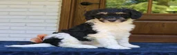 Mini Bernedoodle dogs for sale: Matcha  - Ad 4