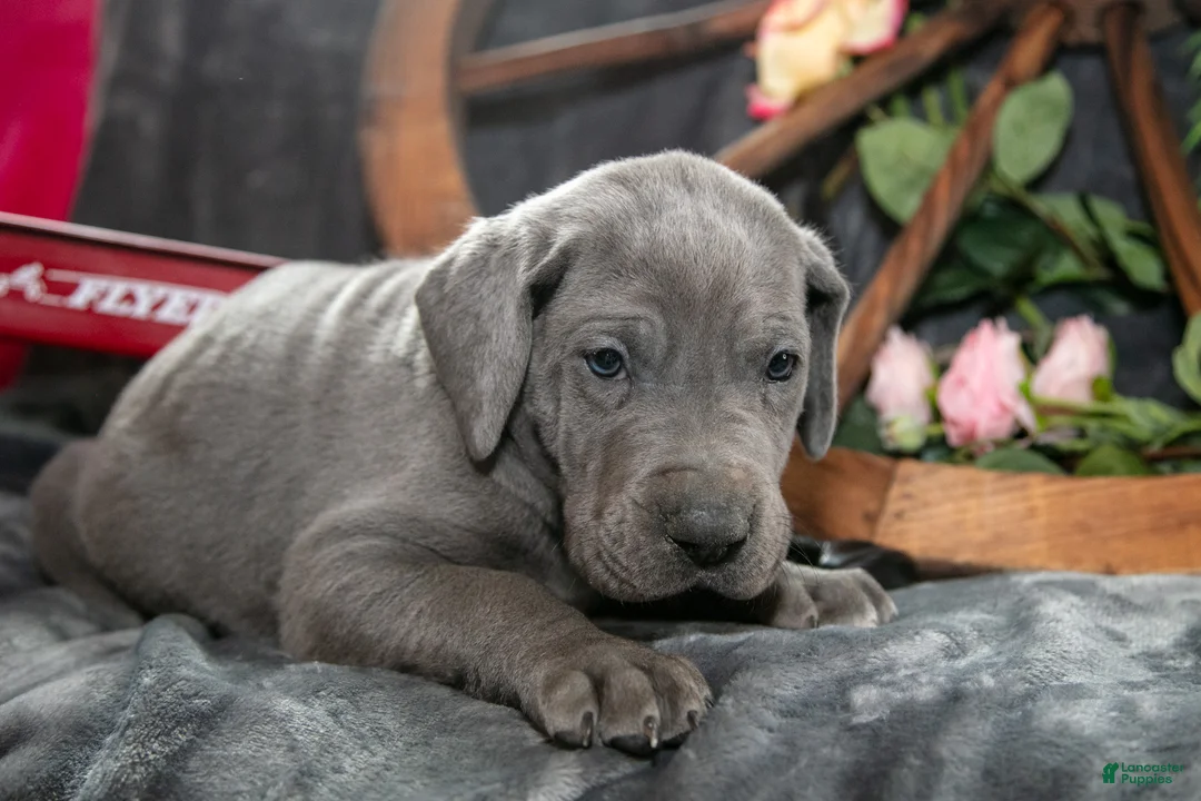 Great Dane dogs for sale: Hank - Ad 2