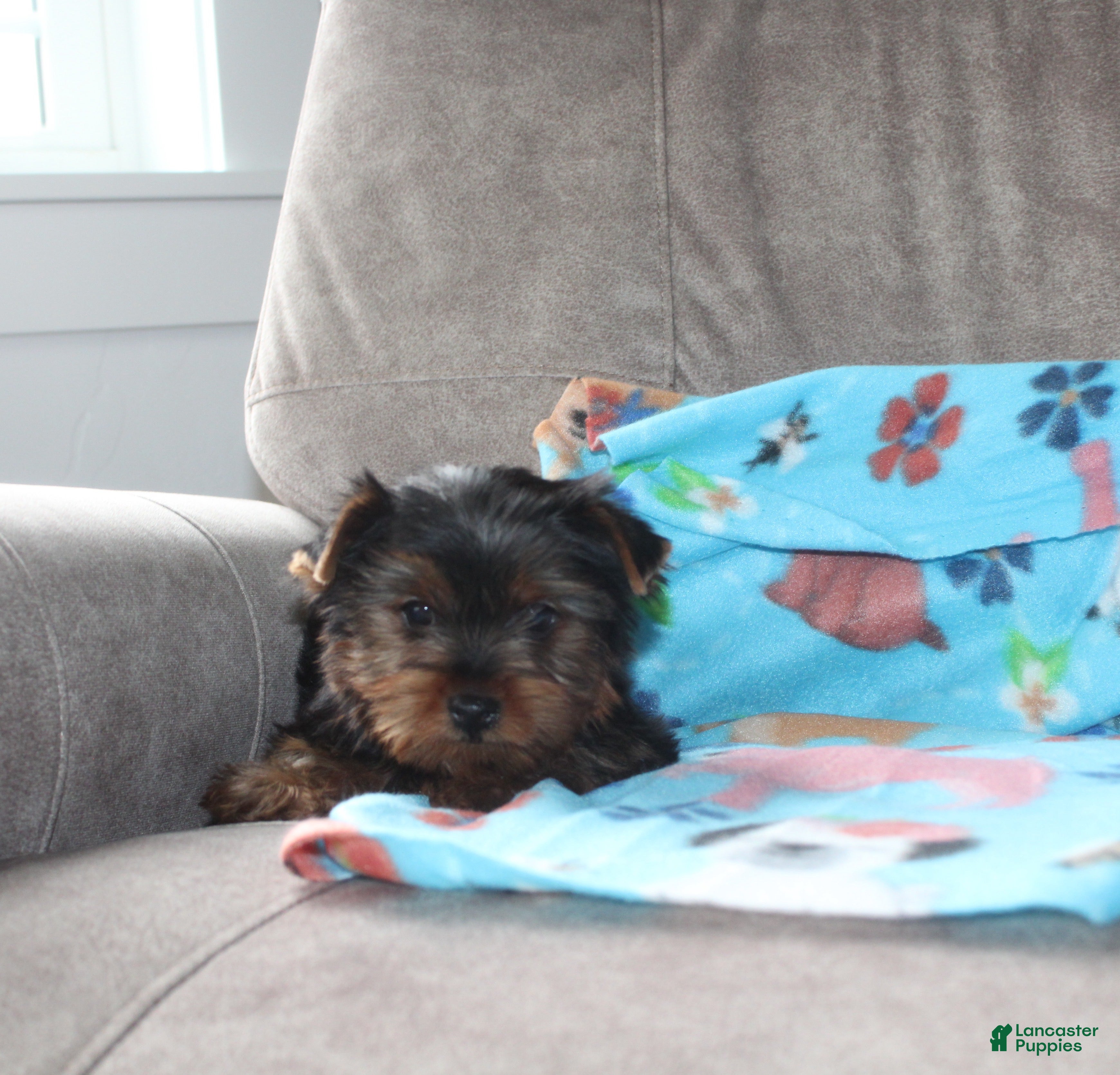 Yorkshire Terrier dogs Tinker - Ad 1