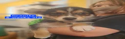 Mixed Breed dogs for sale: Sugar - Ad 16