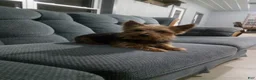 Yorkshire Terrier dogs for sale: Talia - Ad 11