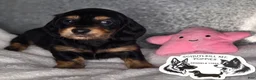 Miniature Dachshund dogs for sale: Mabel - Ad 2