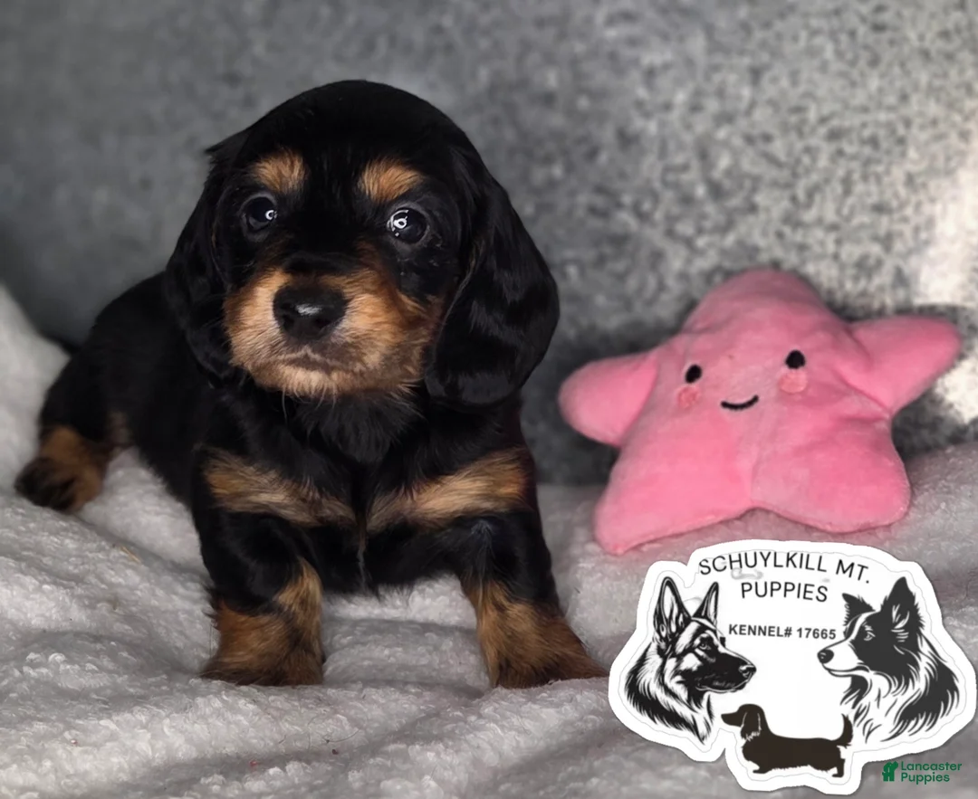 Miniature Dachshund dogs for sale: Mabel - Ad 2