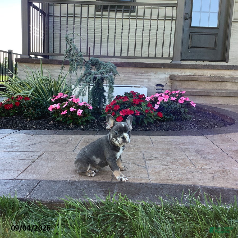 French Bulldog dogs Percy - Ad 2