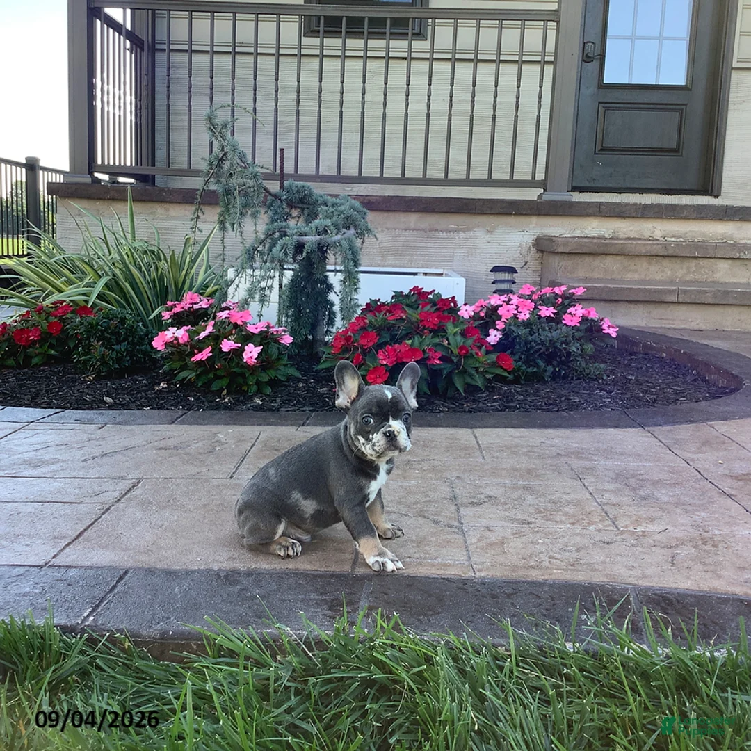 French Bulldog dogs for sale: Percy - Ad 2