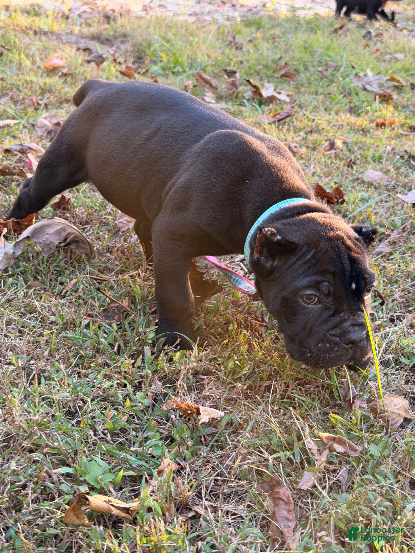 Cane Corso dogs for sale: Cane Corso 4 - Ad 1