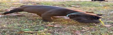 Cane Corso 4