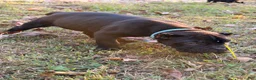 Cane Corso dogs for sale: Cane Corso 4 - Ad 1