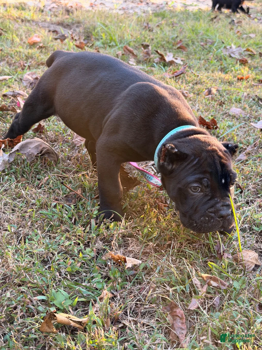 Cane Corso dogs for sale: Cane Corso 4 - Ad 1