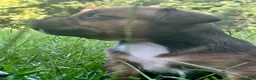 Staffordshire Bull Terrier dogs for sale: Danika - Ad 4
