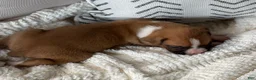 Boxer dogs for sale: Charlie - Ad 4