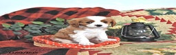 Cavalier King Charles Spaniel dogs for sale: Taffy - Ad 3