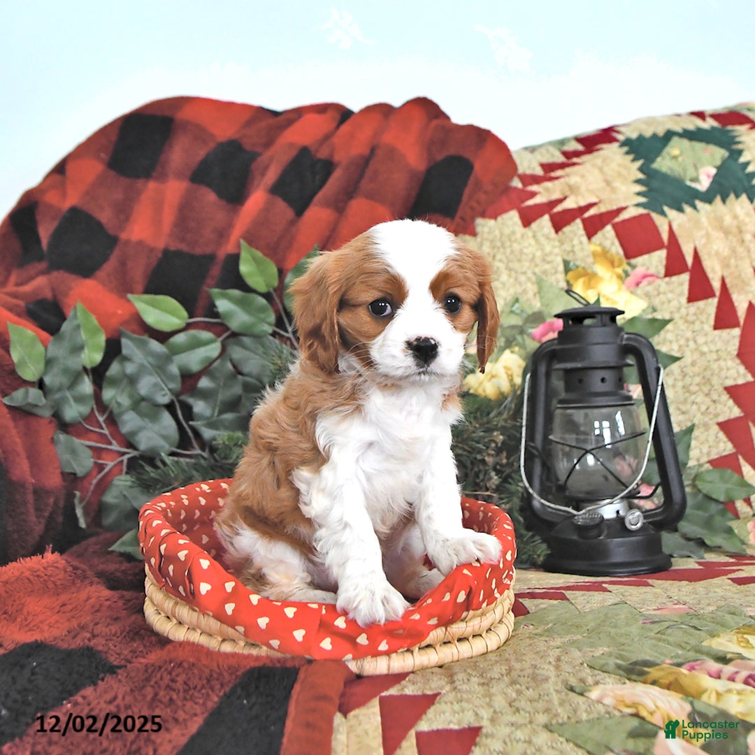 Cavalier King Charles Spaniel dogs for sale: Taffy - Ad 3