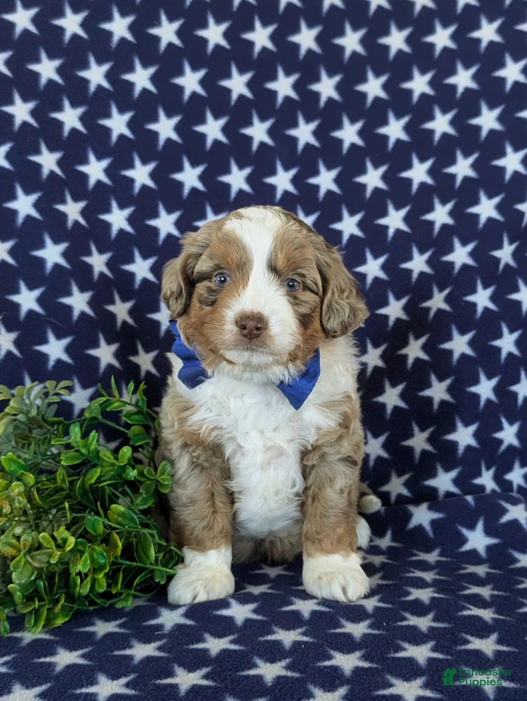 Mini Aussiedoodle dogs for sale: Kasey - Ad 2