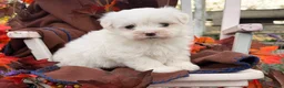 Maltese dogs for sale:  Tilly - Ad 8