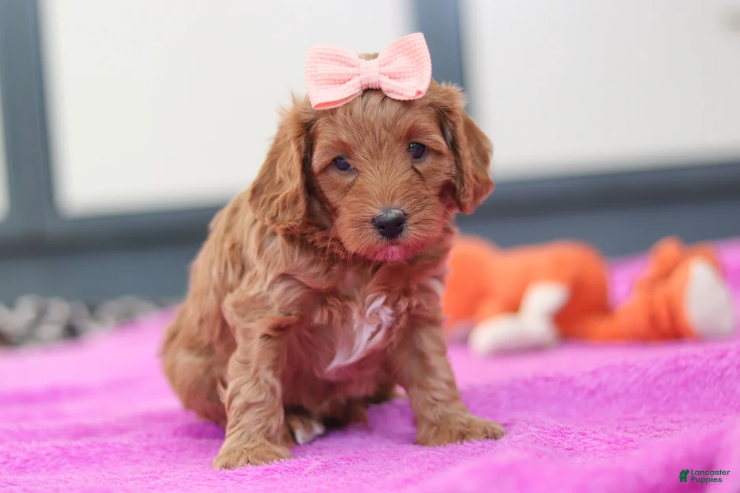 Cavapoo dogs for sale: Lexi - Ad 1