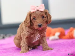 Cavapoo dogs Lexi - Ad 38