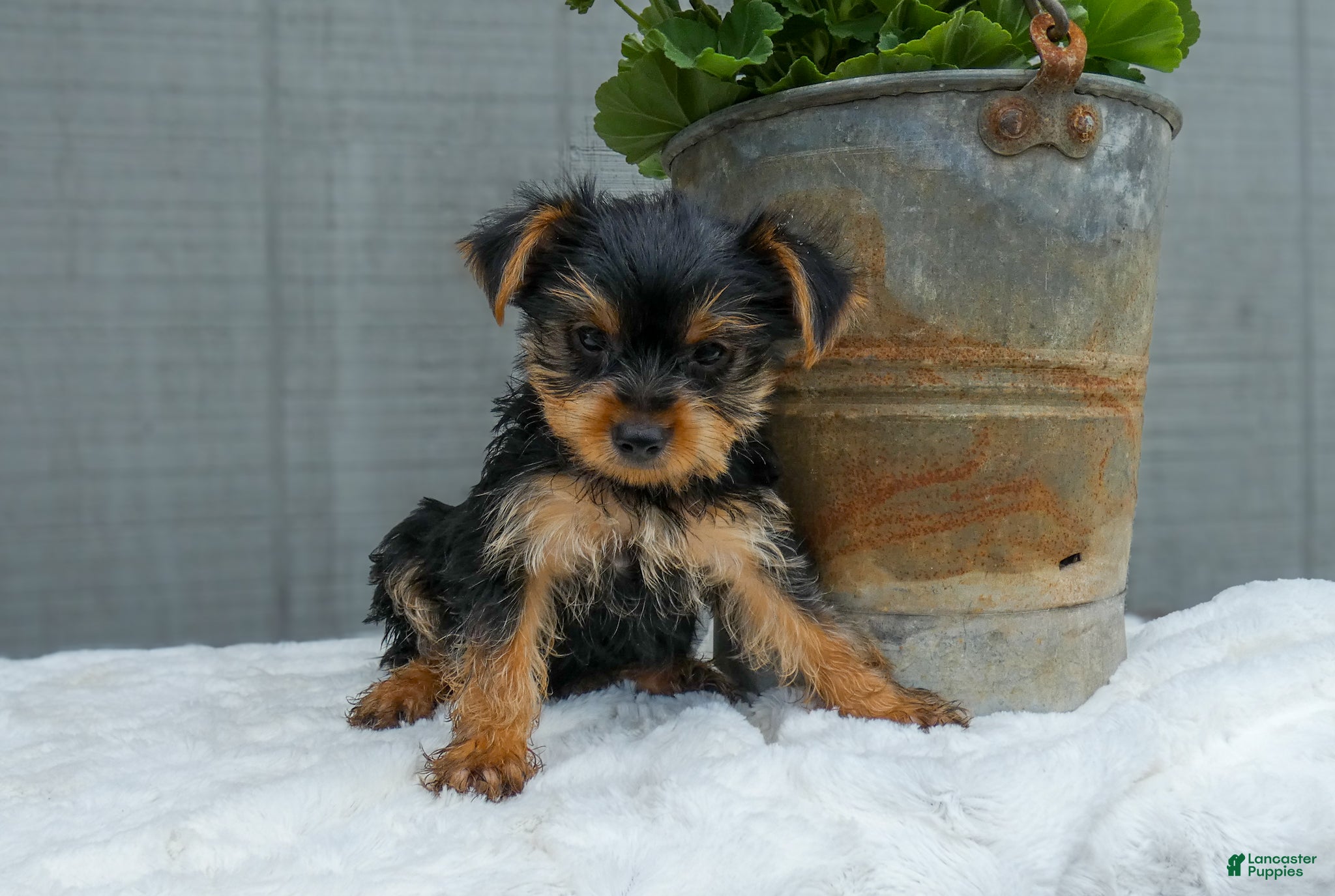 Yorkshire Terrier dogs Waylon - Ad 2