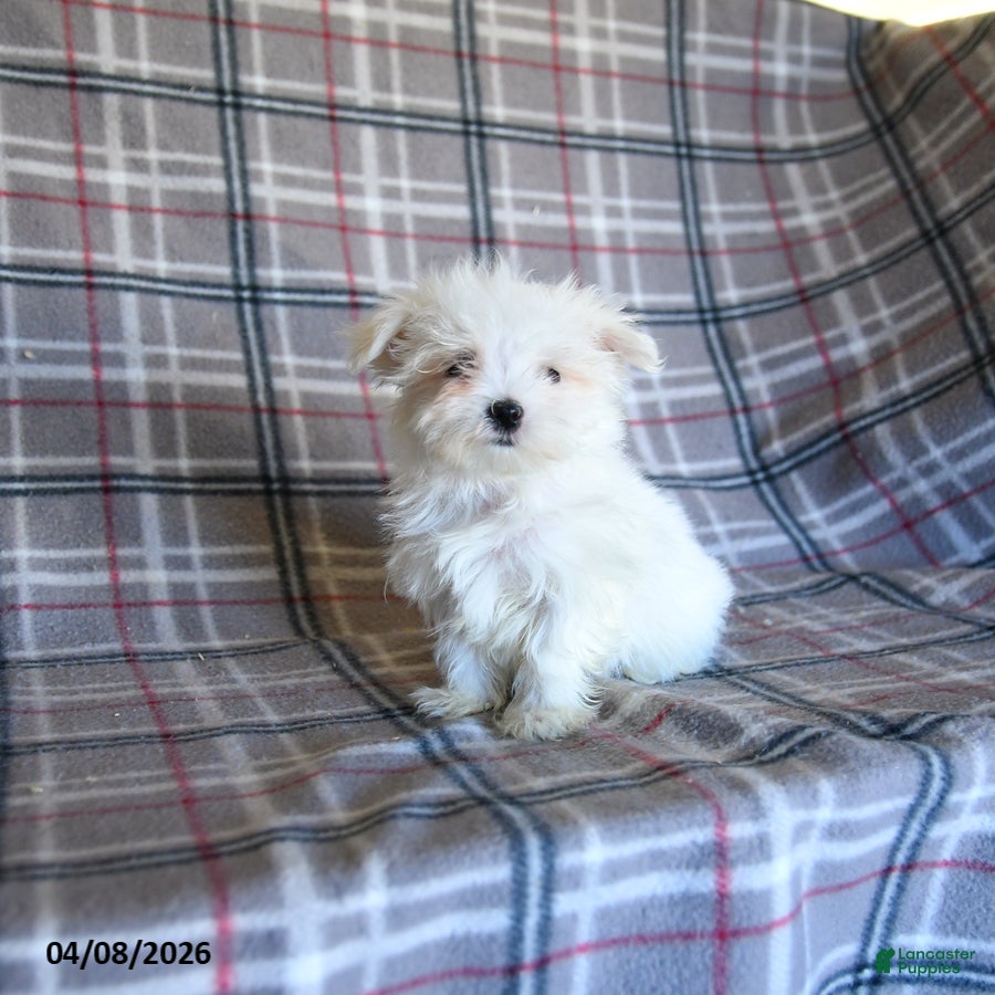 Maltese dogs Taya - Ad 1