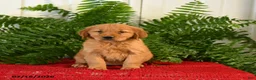 Golden Retriever dogs for sale: Candy - Ad 3