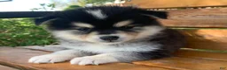 Alaskan Klee Kai dogs for sale: Little Darling~~Chloe!!! - Ad 8