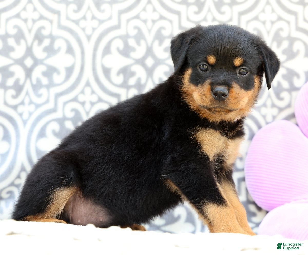 Rottweiler dogs Sugar - Ad 2