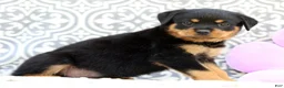 Rottweiler dogs for sale: Sugar - Ad 2